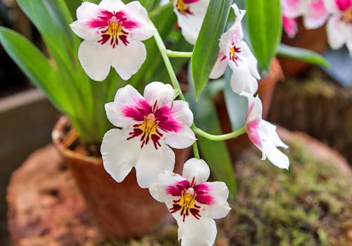 A single orchid, thriving in an indoor environment
