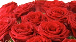 Valentine Roses 