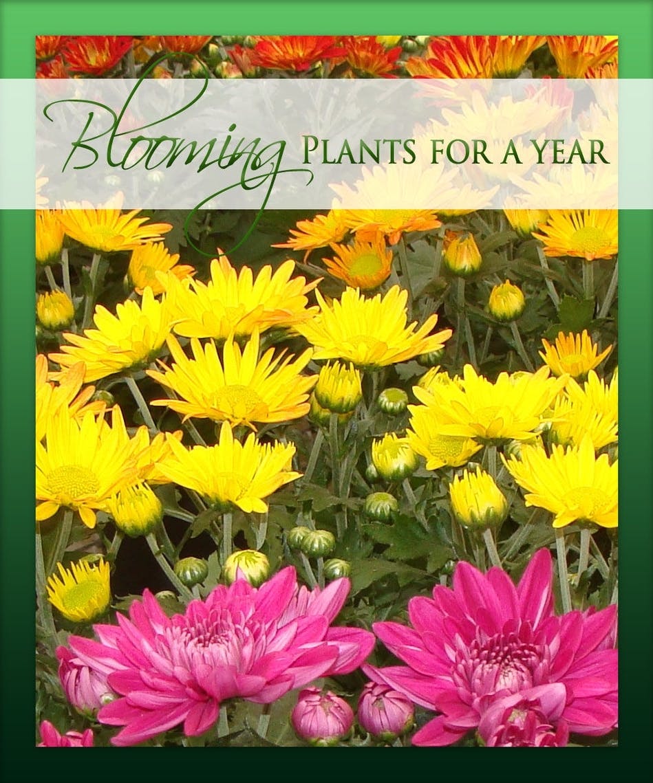 Blooming Plants for a Year Choose from 3, 6, or 12 months Mancuso's