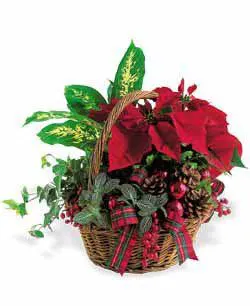 Dish Garden Poinsettia Holiday Plant Delivery Detroit