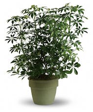 Plant-Schefflera