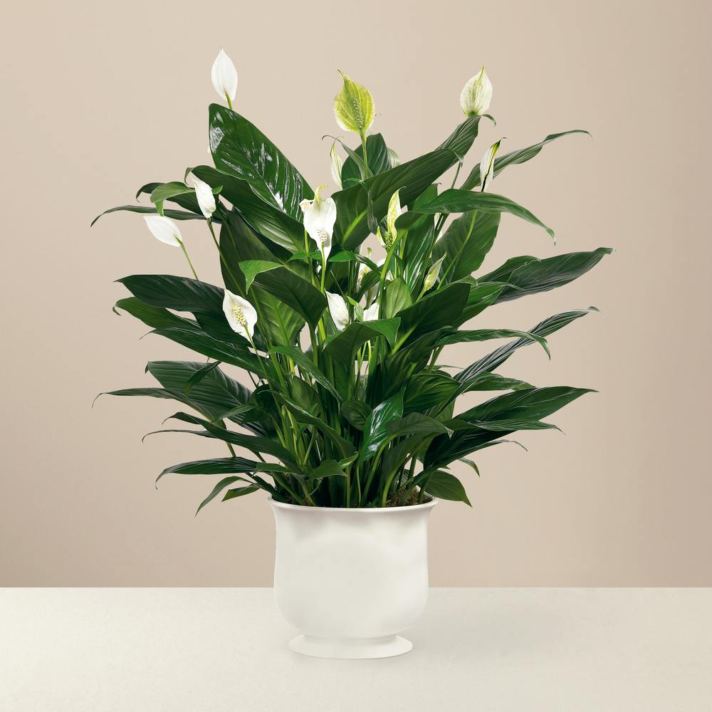 A Peace Lily Planter St Clair Shores Florist Michigan Mancuso's