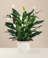A Peace Lily Planter