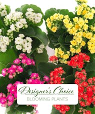 Designer's Choice Blooming Plants