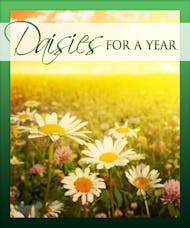 Daisies For A Year