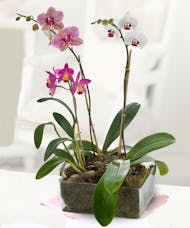 Dramatic Orchid Plants